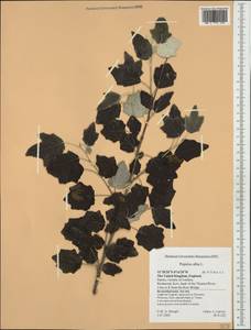 Populus alba, Western Europe (EUR) (United Kingdom)