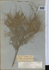 Tamarix hispida Willd., Middle Asia, Syr-Darian deserts & Kyzylkum (M7)