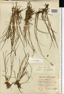 Carex magellanica subsp. irrigua (Wahlenb.) Hiitonen, Eastern Europe, Northern region (E1) (Russia)