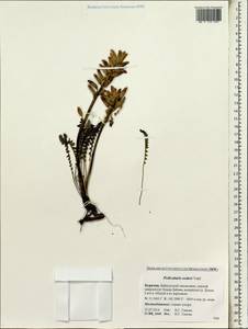 Pedicularis oederi, Siberia, Baikal & Transbaikal region (S4) (Russia)