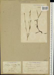 Dianthus campestris M. Bieb., Eastern Europe, Middle Volga region (E8) (Russia)