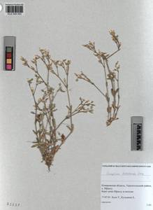 KUZ 004 553, Cerastium holosteoides Fries emend. Hyl., Siberia, Altai & Sayany Mountains (S2) (Russia)