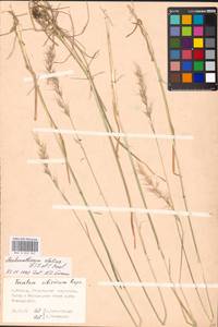 Arrhenatherum elatius (L.) P.Beauv. ex J.Presl & C.Presl., Eastern Europe, Moscow region (E4a) (Russia)