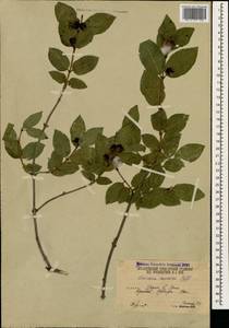 Lonicera caucasica subsp. orientalis (Lam.) D. F. Chamb. & Long, Caucasus, South Ossetia (K4b) (South Ossetia)