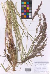 Agrostis stolonifera L., Eastern Europe, Moscow region (E4a) (Russia)