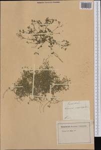 Arenaria serpyllifolia L., Western Europe (EUR) (France)