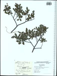 Salix myrtilloides L., Eastern Europe, Central region (E4) (Russia)