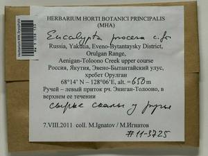 Encalypta procera Bruch, Bryophytes, Bryophytes - Yakutia (B19) (Russia)