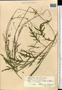 Diplotaxis tenuifolia (L.) DC., Eastern Europe, Central region (E4) (Russia)
