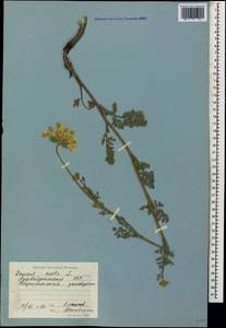 Daucus carota L., Caucasus, Azerbaijan (K6) (Azerbaijan)