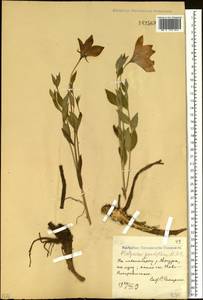 Platycodon grandiflorus (Jacq.) A.DC., Siberia, Russian Far East (S6) (Russia)