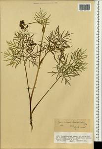 Conioselinum longifolium Turcz., Mongolia (MONG) (Mongolia)