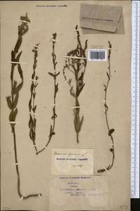Veronica spuria L., Middle Asia, Caspian Ustyurt & Northern Aralia (M8) (Kazakhstan)