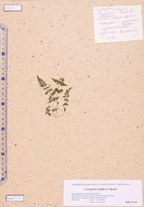 Cystopteris fragilis (L.) Bernh., Siberia, Altai & Sayany Mountains (S2) (Russia)