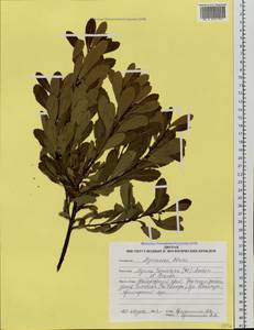 Myrica gale subsp. tomentosa (C. DC.) A. E. Murray, Siberia, Russian Far East (S6) (Russia)