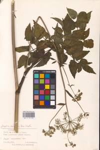Ostericum palustre (Besser) Besser, Eastern Europe, Estonia (E2c) (Estonia)