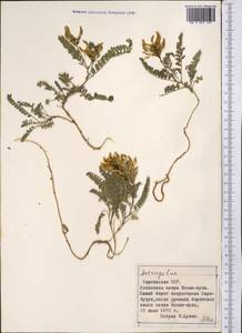 Astragalus, Middle Asia, Northern & Central Tian Shan (M4) (Kyrgyzstan)