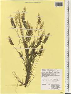 Eragrostis amabilis (L.) Wight & Arn., South Asia, South Asia (Asia outside ex-Soviet states and Mongolia) (ASIA) (Thailand)