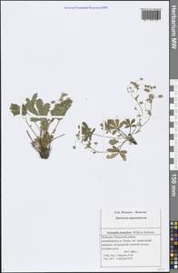 Potentilla humifusa Willd. ex D. F. K. Schltdl., Eastern Europe, Middle Volga region (E8) (Russia)