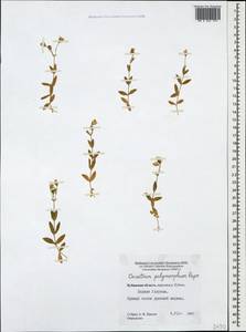 Cerastium polymorphum Rupr., Caucasus, Stavropol Krai, Karachay-Cherkessia & Kabardino-Balkaria (K1b) (Russia)