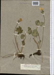 Anemonastrum protractum (Ulbr.) Holub, Middle Asia, Middle Asia (no precise locality) (M0) (Kazakhstan)