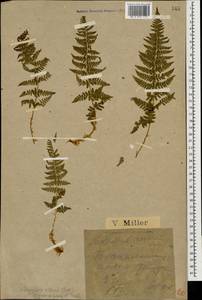 Dryopteris villarii (Bell) Woyn. ex Schinz & Thell., Caucasus, Krasnodar Krai & Adygea (K1a) (Russia)