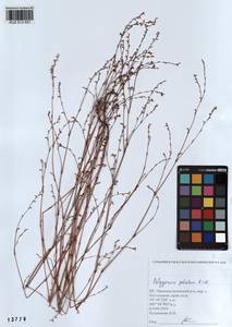 Polygonum patulum M.Bieb., Siberia, Altai & Sayany Mountains (S2) (Russia)