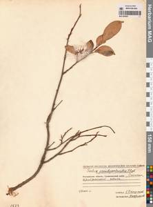 Salix pseudopentandra (Flod.) Flod., Siberia, Chukotka & Kamchatka (S7) (Russia)