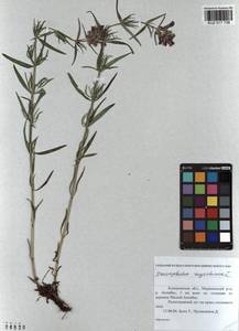 Dracocephalum ruyschiana L., Siberia, Altai & Sayany Mountains (S2) (Russia)