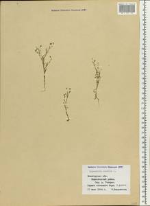 Psammophiliella muralis (L.) lkonn., Eastern Europe, Northern region (E1) (Russia)