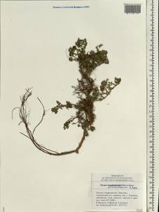 Thymus punctulosus Klokov, Eastern Europe, Middle Volga region (E8) (Russia)