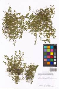 Herniaria glabra L., Eastern Europe, Moscow region (E4a) (Russia)