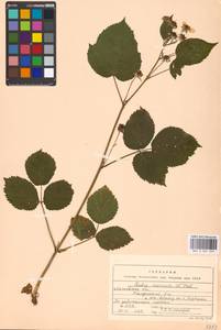 Rubus nessensis Hall, Eastern Europe, Moscow region (E4a) (Russia)