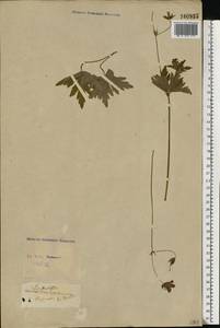 Geranium palustre L., Eastern Europe, North Ukrainian region (E11) (Ukraine)