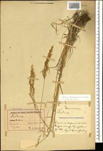 Trisetum flavescens (L.) P.Beauv., Caucasus, Azerbaijan (K6) (Azerbaijan)
