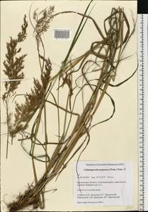 Calamagrostis purpurea (Trin.) Trin., Eastern Europe, Central forest region (E5) (Russia)