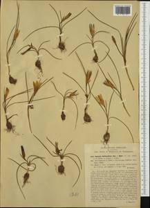 Romulea bulbocodium (L.) Sebast. & Mauri, Western Europe (EUR) (Croatia)