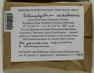 Echinophyllum sachalinense (Lindb.) T.J. O'Brien, Bryophytes, Bryophytes - Russian Far East (excl. Chukotka & Kamchatka) (B20) (Russia)