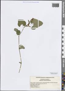 Aristolochia clematitis L., Eastern Europe, Middle Volga region (E8) (Russia)