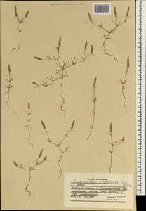 Crucianella exasperata Fisch. & C.A.Mey., South Asia, South Asia (Asia outside ex-Soviet states and Mongolia) (ASIA) (Afghanistan)