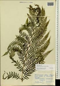 Athyrium brevifrons Nakai ex Kitag., Siberia, Central Siberia (S3) (Russia)