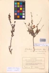 Atraphaxis replicata Lam., Eastern Europe, Lower Volga region (E9) (Russia)