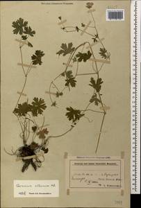 Geranium albanum M. Bieb., Caucasus, Azerbaijan (K6) (Azerbaijan)