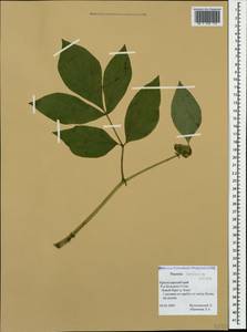Paeonia caucasica (Schipcz.) Schipcz., Caucasus, Black Sea Shore (from Novorossiysk to Adler) (K3) (Russia)