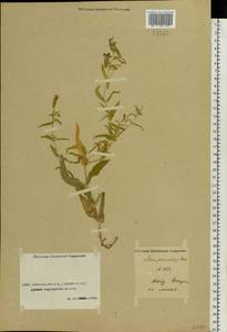Silene procumbens Murray, Middle Asia, Caspian Ustyurt & Northern Aralia (M8) (Kazakhstan)