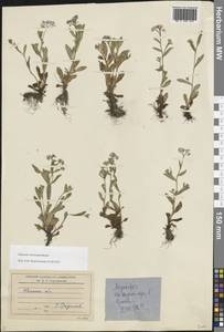 Myosotis nemorosa Besser, Eastern Europe, North-Western region (E2) (Russia)