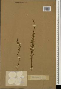 Verbascum orientale (L.) All., Caucasus, Georgia (K4) (Georgia)