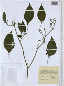 Capsicum annuum L., Africa (AFR) (Ethiopia)