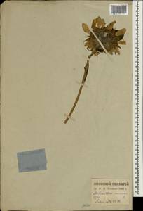 Helianthus annuus L., South Asia, South Asia (Asia outside ex-Soviet states and Mongolia) (ASIA) (Japan)