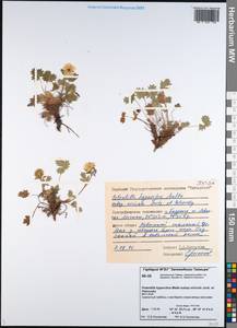 Potentilla hyparctica subsp. nivicola Jurtzev & V. V. Petrovsky, Siberia, Central Siberia (S3) (Russia)